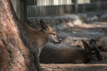 Photo of a wallaby kangaroo at the Almaty Zoo, Kazakhstan.