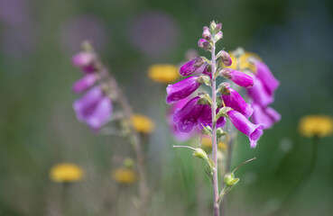 Obraz premium Purple foxgloves and yellow dandelions british wildflowers bathed in warm summer sunlight