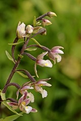 Sumpf-Stendelwurz (Epipactis palustris)
