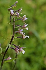 Sumpf-Stendelwurz (Epipactis palustris)