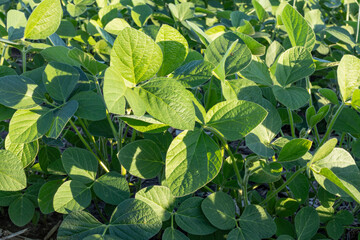 Soybean leaves in the evening.