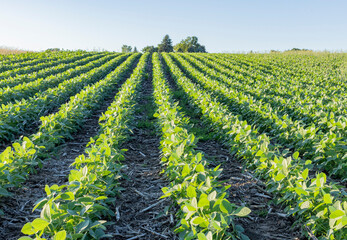 Rows of soybeans going up a hill planted into corn stubble and a blue sky. 