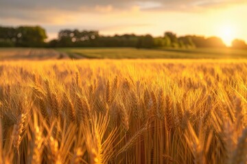 Obraz premium Golden wheat field at sunset with a beautiful sky, showcasing the beauty of agriculture and nature's bounty during harvest season.