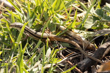 Lagartija ib&eacute;rica (Podarcis hispanicus)