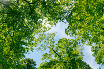 Green forest filled with the abundance of nature Ecological friendly environment concept View up to the top of the green trees