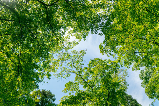 Green forest filled with the abundance of nature Ecological friendly environment concept View up to the top of the green trees