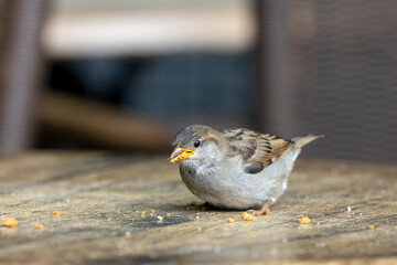 The young house sparrow eats gingerbread crumbs from the table