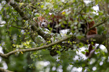 A small panda sits in a tree, peering down through the leaves.