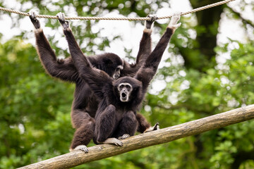 A white-handed gibbon is moving behind another white-handed gibbon, which is roaring