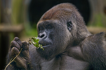 Obraz premium A male gorilla sniffs a branch