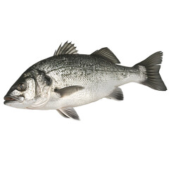 Obraz premium [Transparent Background PNG]Fresh Fish on White Background