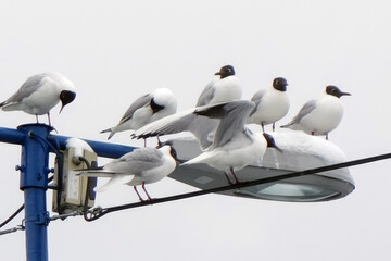 Gulls, stop during migration