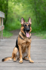 black and brown East European Shepherd dog sits on wooden bridge in park with green trees in sunny summer day, dog for for military and guard work, dogwalking concept, vertical photo, copy space