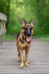 black and brown East European Shepherd dog stands on wooden bridge in park with green trees in sunny summer day, dog for for military and guard work, dogwalking concept, vertical photo