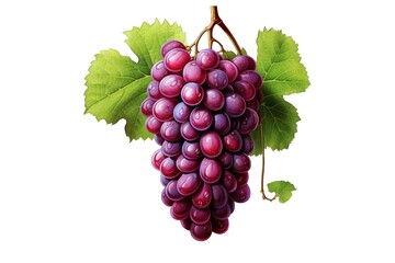 Fototapeta premium I Love Grape (JPG 300Dpi 10800x7200)