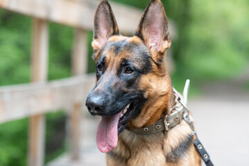 black and brown East European Shepherd dog sits on wooden bridge in park with green trees in sunny summer day, dog for for military and guard work, close-up view of muzzle, dogwalking concept