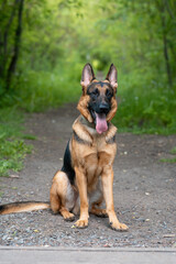 black and brown East European Shepherd dog sits on footpath in park with green trees in sunny summer day, dog for for military and guard work, dogwalking concept