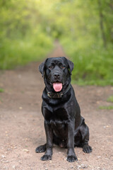 black Labrador sits on footpath in park with green trees in sunny summer day, tongue out, dogwalking concept, vertical photo, copy space