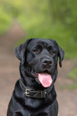 black Labrador sits on footpath in park with green trees in sunny summer day, tongue out, close-up view of muzzle, dogwalking concept, vertical photo, copy space