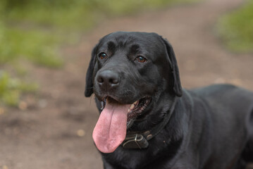 black Labrador lying on footpath in park with green trees in sunny summer day, tongue out, dogwalking concept