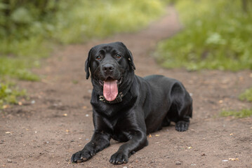 black Labrador lying on footpath in park with green trees in sunny summer day, tongue out, dogwalking concept