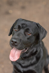 black Labrador sits on footpath in park in sunny summer day, tongue out, close-up view of muzzle, dogwalking concept, vertical photo