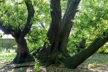 The holm oak in gardens of Fulham palace, London, England