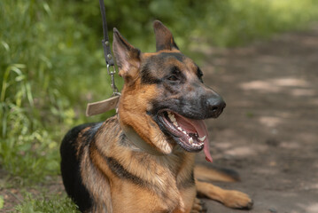 black and brown East European Shepherd dog lying on footpath in park with green trees in sunny summer day, dog for for military and guard work, dogwalking concept