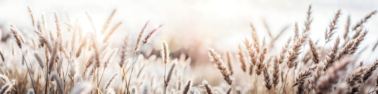 Paisaje de flores silvestres en verano. Hierba silvestre en el bosque al atardecer. Imagen macro de espigas silvestres con fondo borroso.	