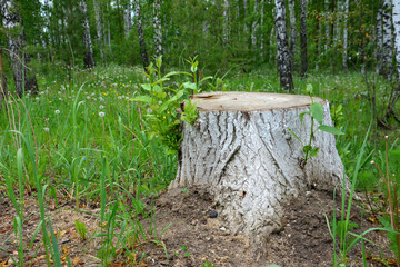 a tree stump in the forest isolated close up copy space 