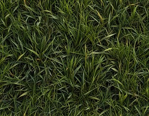 Obraz premium green grass texture