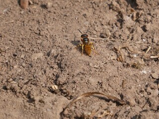 Bienenwolf auf Nahrungssuche