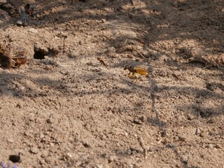 Bienenwolf auf Nahrungssuche