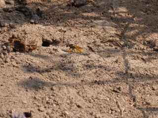 Bienenwolf auf Nahrungssuche