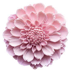 Naklejka premium PNG Seal Wax Stamp dahlia flower petal plant.