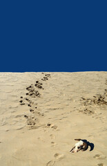 footprints in the sand/cow skull