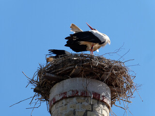 Störche im Nest auf Kamin