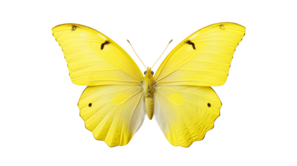 butterfly isolated on white