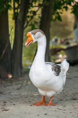 Noble goose white and brown posing for the camera.