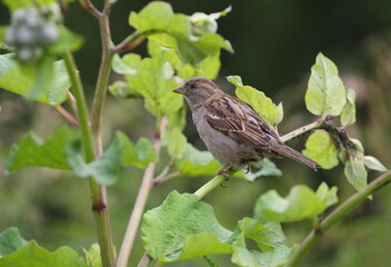 A sparrow sitting on a burdock branch