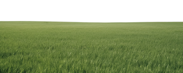 PNG A grassy field with clear blue sky backgrounds outdoors horizon.