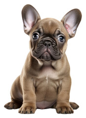 Obraz premium PNG Bulldog animal mammal puppy.
