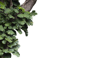 Lush tropical plants bush growing on the tree , transparency background