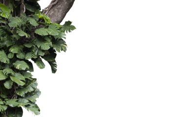 Lush tropical plants bush growing on the tree , transparency background