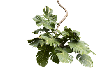 Lush tropical plants bush growing on the tree , transparency background