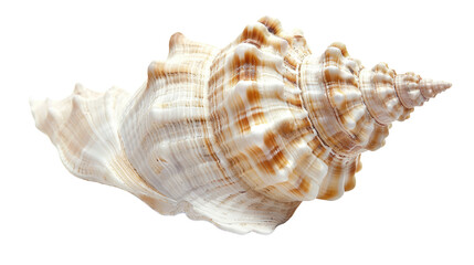 Sea shell, transparent background PNG