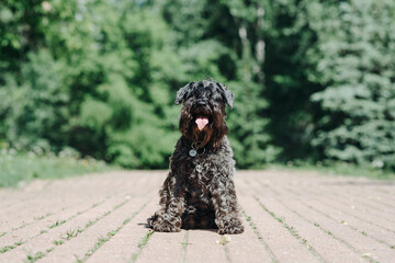 black Miniature Schnauzer, Zwergschnauzer sitting on road in park in sunny summer day, dogwalking concept