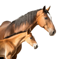 Fototapeta premium Pferd mit Fohlen isoliert auf weißen Hintergrund, Freisteller