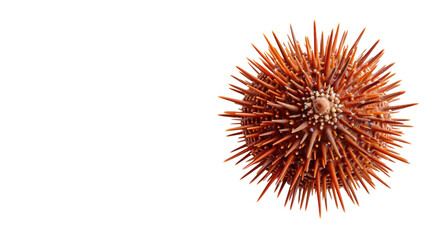 Sea urchin, transparent background PNG