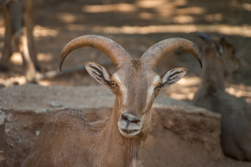 Mouflon looks at the camera in close-up photo.